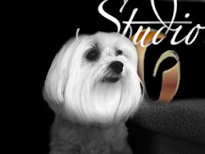 Lily our feel good ambassador, Therapy Dog Chapel Hill NC dental office