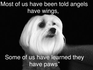Lily &ndash; Feel Good Ambassador, Therapy Dog