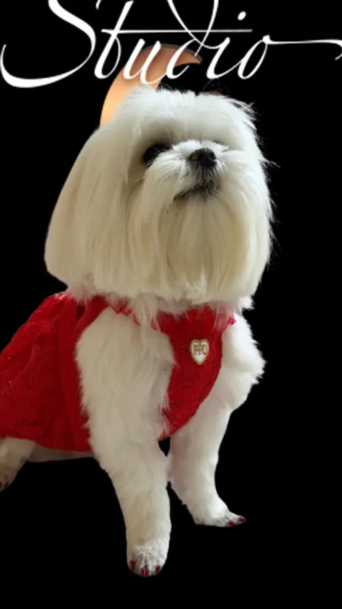 Lily &ndash; Feel Good Ambassador, Therapy Dog